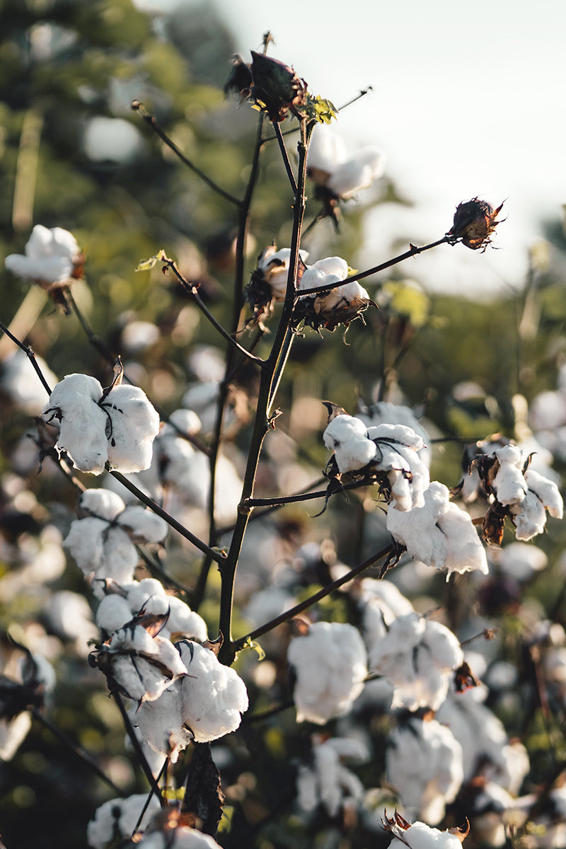 l'amour est bleu Organic cotton